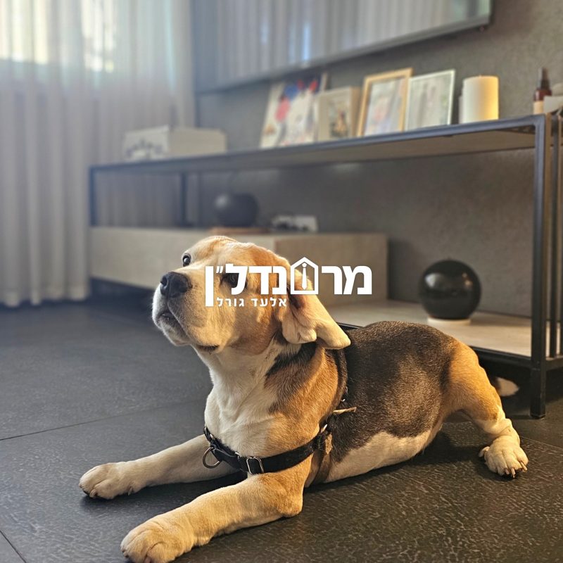 תמונה2