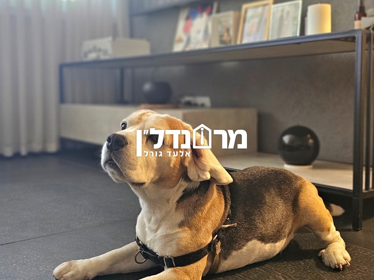 תמונה2